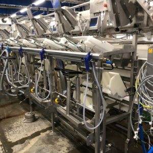 Processing Line for Whitefish